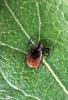 Common Deer Tick (Ixodes scapularis) - Wiki