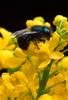 Blueberry Bee (Osmia ribifloris) - Wiki