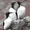 Guillemot (Family: Alcidae, Genus: Uria) - Wiki