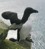 Razorbill (Alca torda) - Wiki