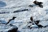 Razorbill (Alca torda), Røst, Norway