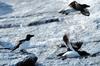 Razorbill (Alca torda), Røst, Norway