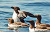 Razorbill (Alca torda) with Common Guillemots