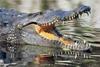 Nile Crocodile (Crocodylus niloticus) - Wiki
