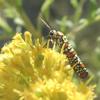 Ailanthus Webworm (Atteva punctella) - Wiki
