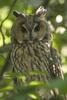 Long-eared Owl (Asio otus) - Wiki