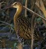 King Rail (Rallus elegans) - Wiki