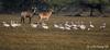 Bar-headed Goose (Anser indicus) - Wiki