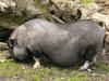 Pot-bellied Pig (Sus scrofa domestica) - Wiki