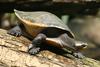 Red-bellied Short-necked Turtle (Emydura subglobosa) - Wiki