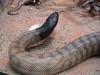 Black-headed Python (Aspidites melanocephalus) - Wiki