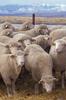 Domestic Sheep (Ovis aries) - Wiki