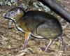 Kanchil, Lesser Mouse Deer (Tragulus javanicus) - Wiki