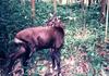 Saola, Vu Quang Ox (Pseudoryx nghetinhensis) - Wiki