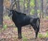 Sable Antelope (Hippotragus niger) - Wiki