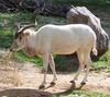 Addax (Addax nasomaculatus) - Wiki