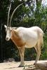 Scimitar Oryx (Oryx dammah) - Wiki