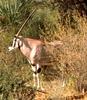 East African Oryx (Oryx beisa) - Wiki