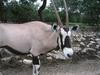 Grazing Antelope (Family: Bovidae, Subfamily: Hippotraginae) - Wiki