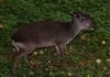 Blue Duiker(Cephalophus monticola) - Wiki