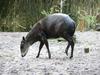 Yellow-backed Duiker (Cephalophus silvicultor) - Wiki