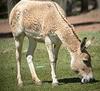 Onager (Equus hemionus) - Wiki