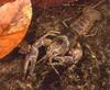 Crayfish (Order: Decapoda, Infraorder: Astacidea) - Wiki