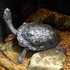 Argentine Snake-necked Turtle (Hydromedusa tectifera) - Wiki