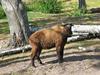 Takin (Budorcas taxicolor)