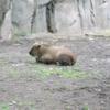 Sichuan Takin (Budorcas taxicolor whitei) calf