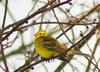 Yellowhammer (Emberiza citrinella) - Wiki