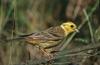 Yellowhammer (Emberiza citrinella)