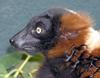 Red Ruffed Lemur (Varecia rubra) face