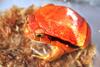 Tomato Frog (Family: Microhylidae, Genus: Dyscophus) - Wiki