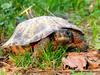 Wood Turtle (Glyptemys insculpta) - Wiki