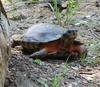 Wood Turtle (Glyptemys insculpta)