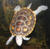 Terrapin (Family Emydidae) - Wiki