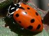 Convergent Lady Beetle (Hippodamia convergens) - Wiki