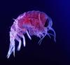 Amphipod (Class: Malacostraca, Order: Amphipoda) - Wiki