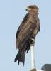 Kite (Family: Accipitridae) - Wiki