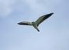 Black-winged Kite (Elanus caeruleus) in flight