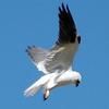 Black-shouldered Kite (Elanus axillaris) - Wiki
