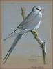 African Swallow-tailed Kite (Chelictinia riocourii) - Wiki
