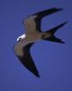 Swallow-tailed Kite (Elanoides forficatus) - Wiki