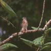 Double-toothed Kite (Harpagus bidentatus) - Wiki