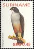 Rufous-thighed Kite (Harpagus diodon) - Wiki