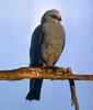 Mississippi Kite (Ictinia mississippiensis) - Wiki