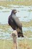 Snail Kite (Rostrhamus sociabilis) - Wiki