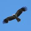 Whistling Kite (Haliastur sphenurus) - Wiki