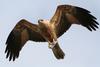 Whistling Kite (Haliastur sphenurus) fishing